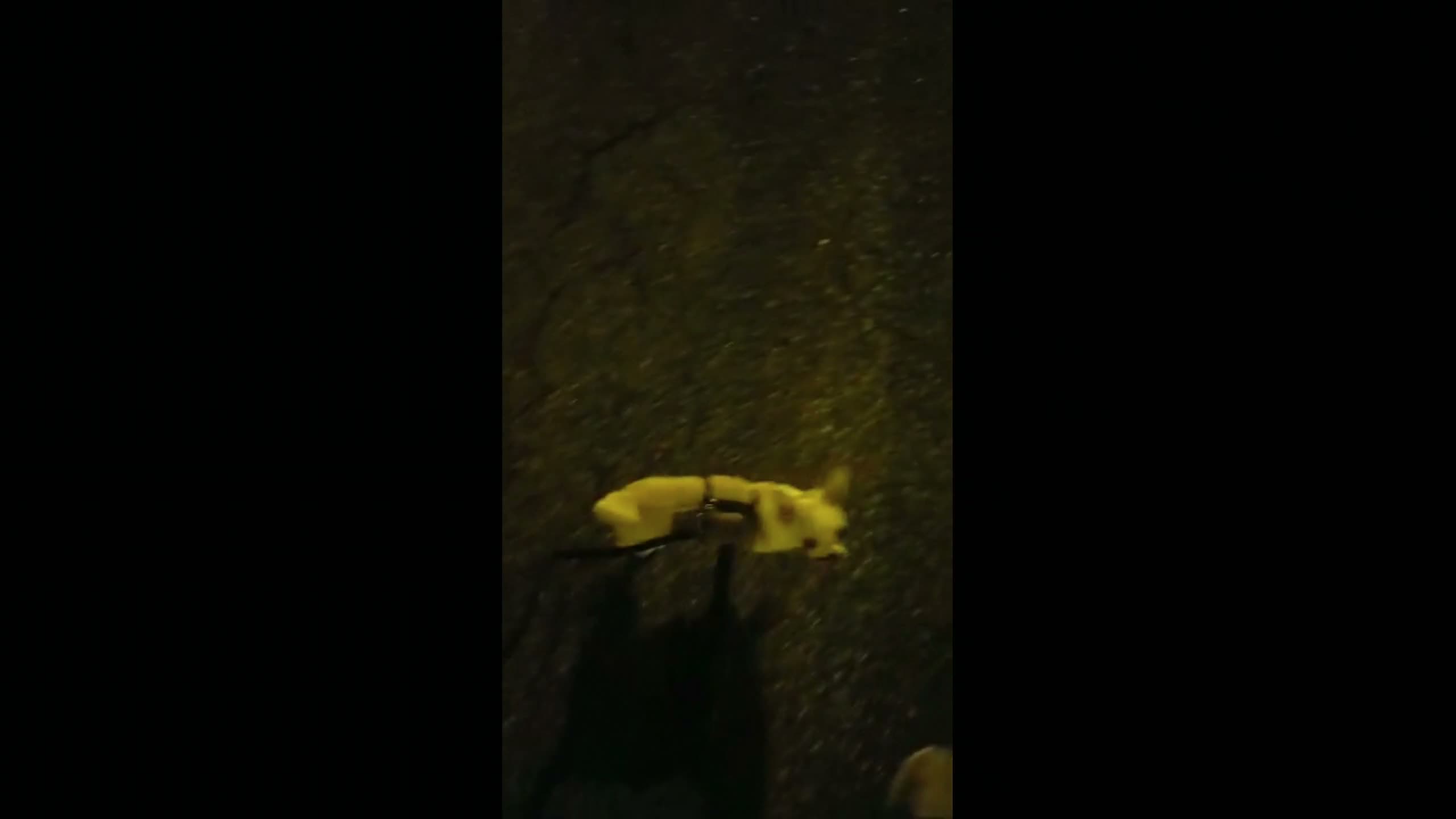Meu Incrível Filhote - Papo Cão